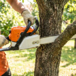 Cutting Tree Branches With Chainsaw