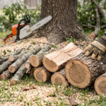 How to Cut Tree Limbs with a Chainsaw